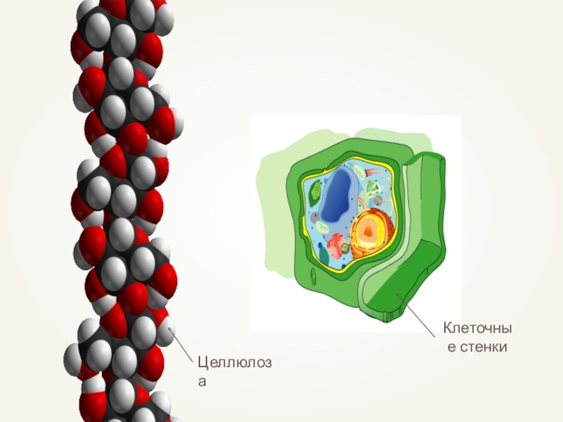 Клеточная стенка организмов. Целлюлоза в клеточной стенке. Клетка с целлюлозной клеточной стенкой. Целлюлоза в растительной клетке. Целлюлозная оболочка клетки.