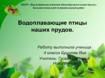 Водоплавающие птицы наших прудов