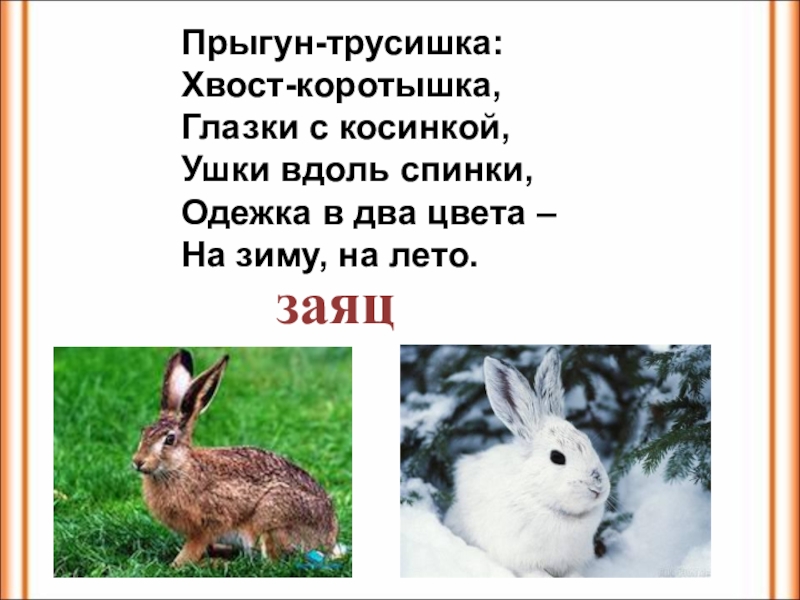 Изложение зайчик 4 класс с планом