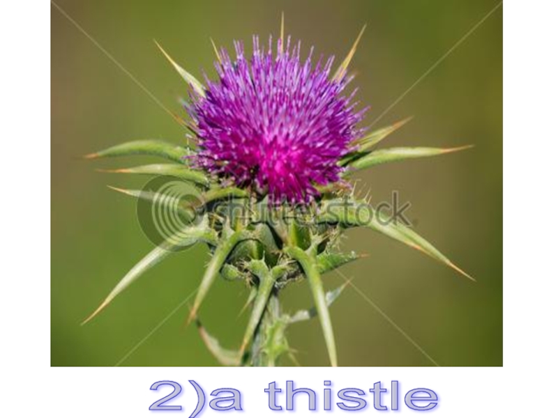 2)a thistle