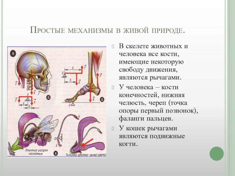 Рычаги в быту и природе презентация