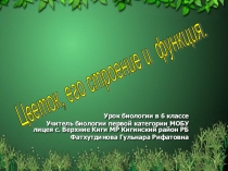 Презентация к уроку Цветок, его строение и функция