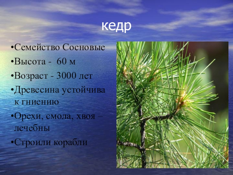 Кедр к какой группе растений относится 3. Кедр семейство. Характеристика кедра. Род семейства сосновые. Сосна семейство род.