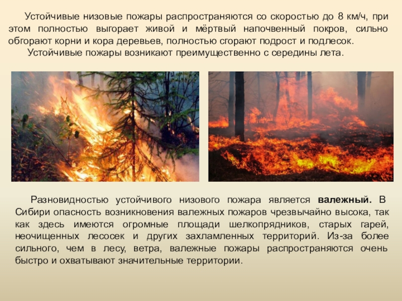 Верховые низовые подземные. Лесные и торфяные пожары. Причины низовых пожаров. Лесные и торфяные пожары доклад. Сообщение на тему Лесные пожары.