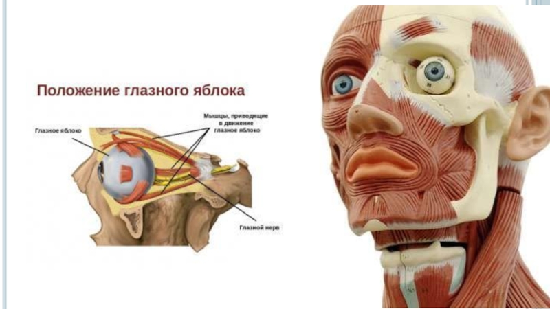 Глазные яблоки расположение