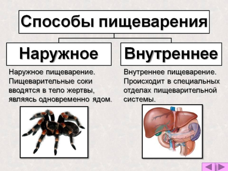 Наружным способом. Способы пищеварения. Внешнее пищеварение. Наружное и внутреннее пищеварение. Наружное пищеварение характерно для.