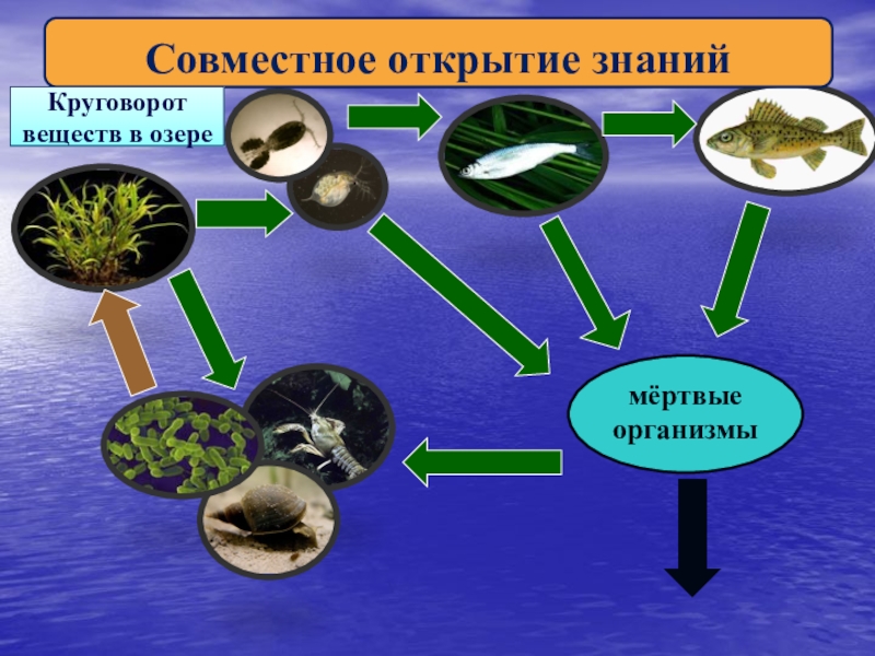 Презентация на тему экосистема озера