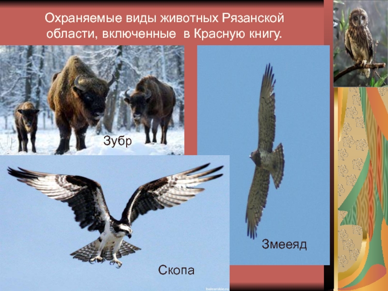 Животное из красной книги рязанской области фото и описание