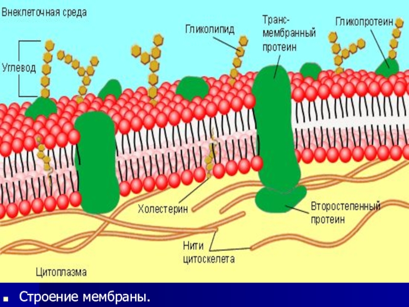 На рисунке изображена цитоплазматическая мембрана эукариотической клетки