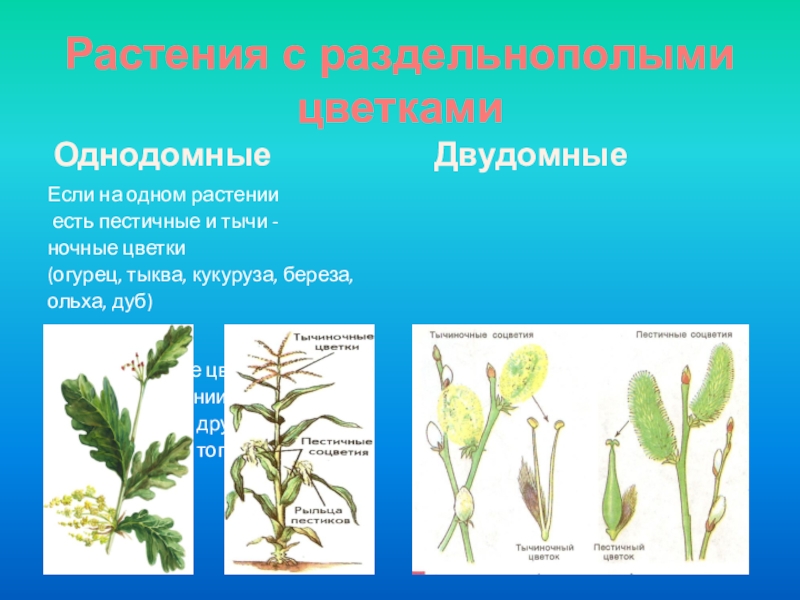 Двудомные растения. Кукуруза однодомное растение. Кукуруза двудомное или однодомное растение. Однодомные и двудомные цветки. Облепиха двудомное растение.