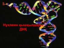 Нуклеин қышқылдары 10 класс