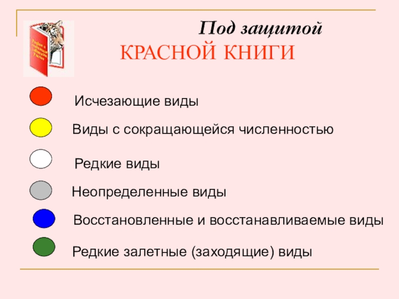 Возьмем под защиту 2 класс окружающий. План выступления красная книга 2 класс окружающий мир. План выступления по проекту красная книга. Проект красная книга план выступления по проекту. Под защитой красной книги.