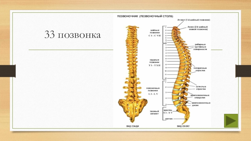 Скелет туловища шейный отдел позвоночника. Строение поясничного позвонка. Шейные позвонки. Тест по анатомии позвонки. Тест по анатомии позвонки.