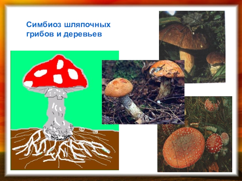 Шляпочный гриб и дерево. Симбиоз шляпочных грибов и деревьев. Симбиоз шляпочных грибов. Грибы симбионты деревьев. Симбиоз гриба и дерева.