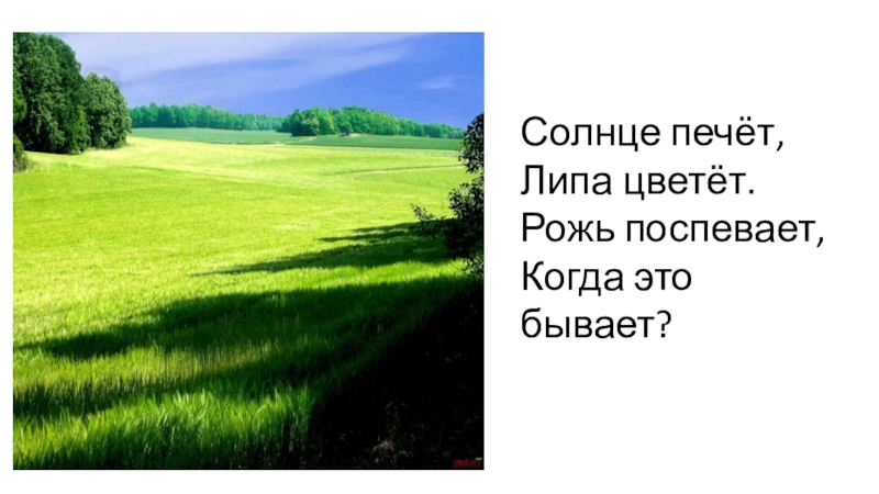 Солнце печет. Солнце печёт липа цветёт рожь поспевает когда это бывает. Солнце печёт липа цветёт. Загадка солнце печет липа цветет рожь поспевает когда это бывает. Загадка солнце печет липа цветет.