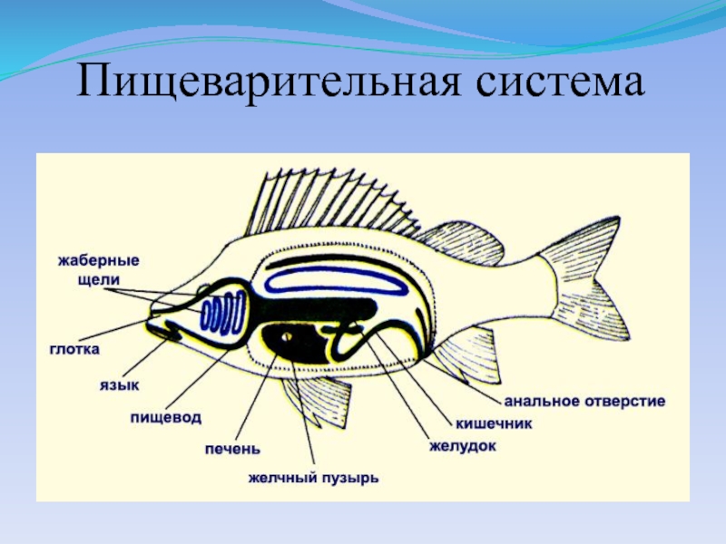 Строение рыбы схема внутренние