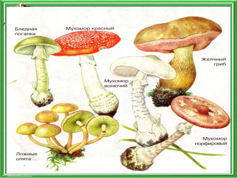 Несъедобные грибы и растение. Ядовитые и несъедобные грибы. Ядовитые грибы 3 класс. Опасные грибы с названиями. Ядовитые грибы биология.