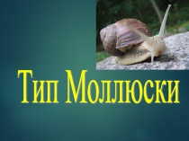 Презентация по биологии для 7 класса Молюсски , к учебнику В.В. Латюшин, В.А. Шапкин