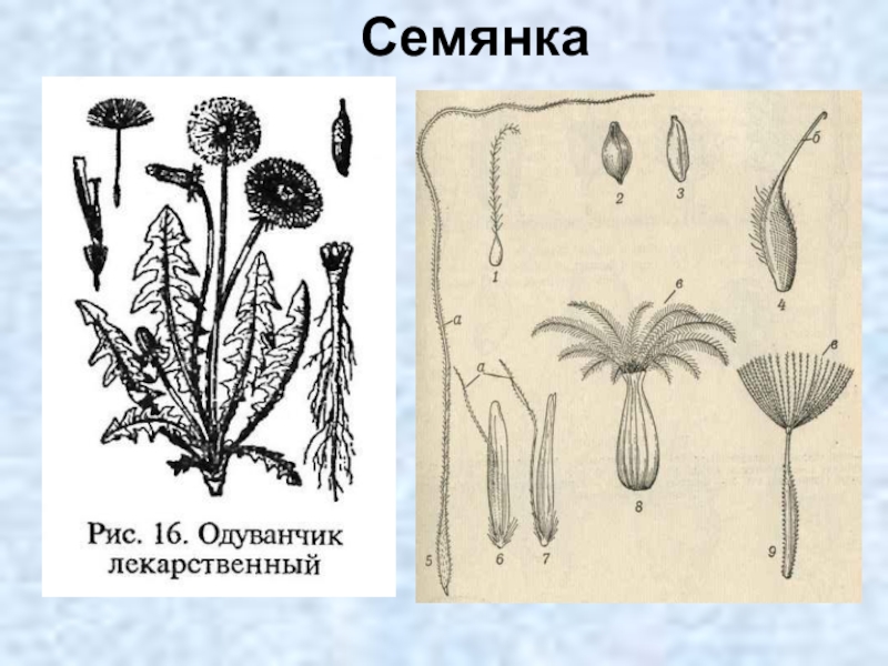 Семянка рисунок плода