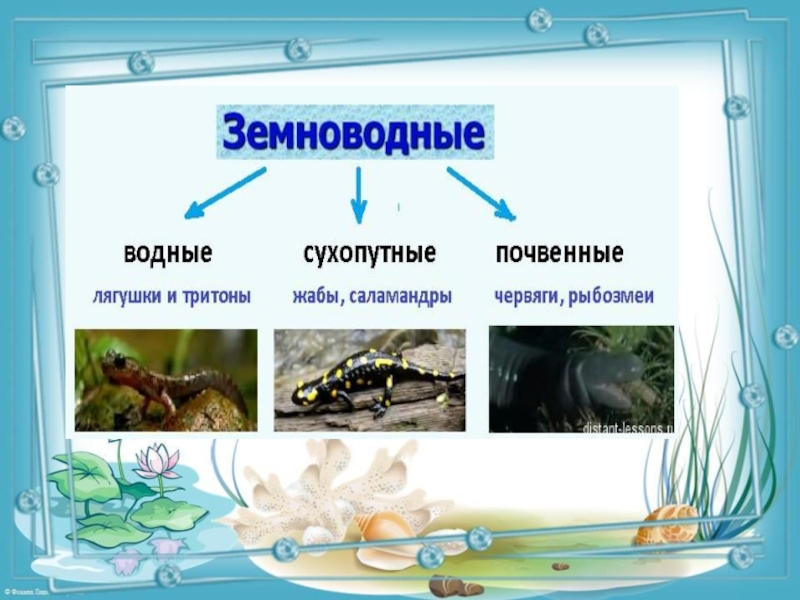 Земноводные окружающий. Земноводные 2 класс. Земноводные 2 класс окружающий мир. Презентация земноводные 2 класс. Земноводные 3 класс окружающий.