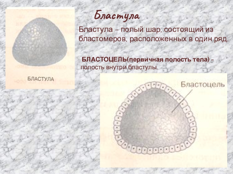 Полый полость. Что такое бластула, бластомеры, бластоцель?. Бластула состоит из бластомеров. Бластула это зародыш состоящий из. Полость бластулы бластоцель.