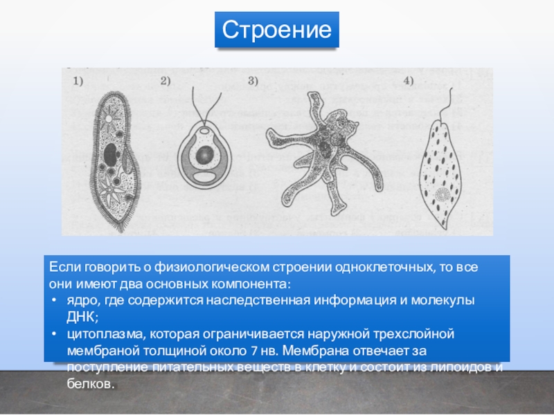 Презентация простейшие биология егэ