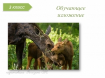 Презентация по русскому языку Обучающее изложение Спасение лосёнка