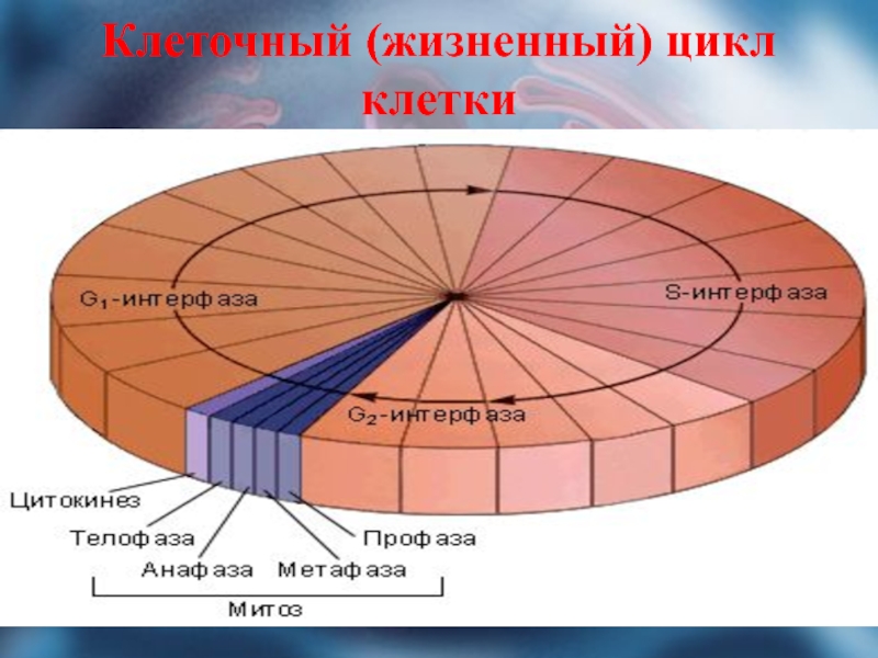 Клеточный цикл презентация