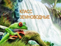 Презентация по биологии Класс Земноводные (7 класс)