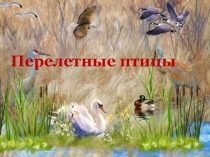 Презентация Птицы 2 класс