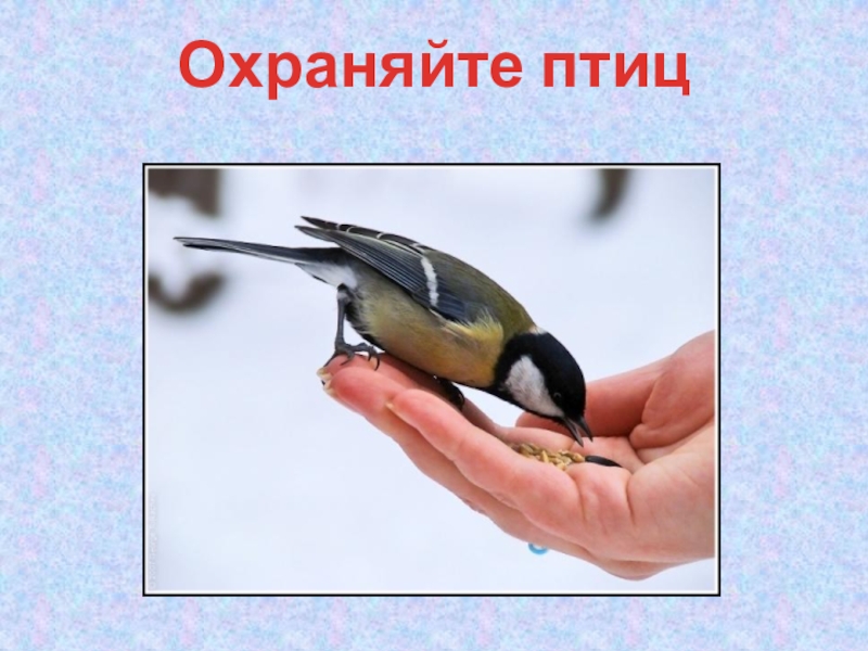 охраняйте птиц. охраняйте птиц. сопр союз охраны птиц россии. охраняйте птиц. сопр союз охраны птиц россии.