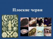 Презентация по биологии на тему: Тип Плоские черви
