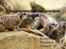 Проект по биологии Млекопитающие. Признаки класса (7 класс)