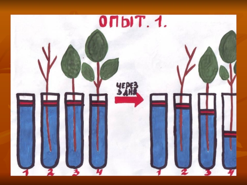 На рисунке изображен опыт доказывающий наличие испарения воды листьями растений для защиты