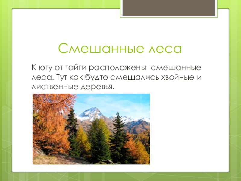 Леса 4 класс окружающий. Смешанные леса. Леса России презентация. Смешанные леса России. Проект на тему смешанные леса.