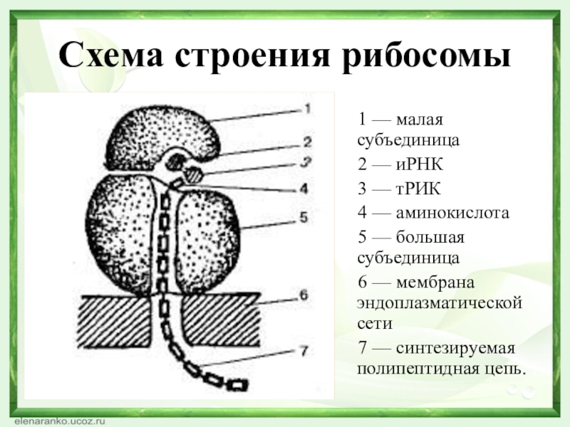 Схема строения рибосомы