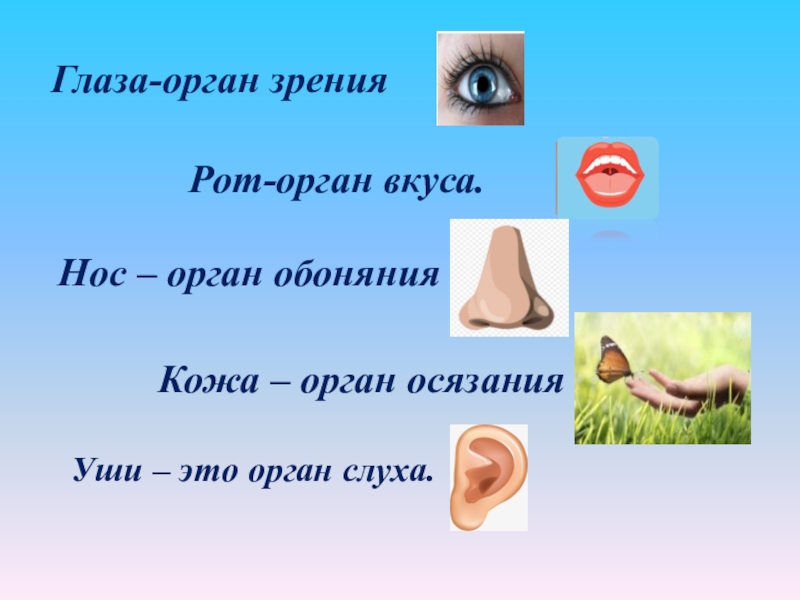 органы чувств. общее название органов нос глаз ухо кожа.