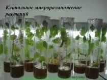 Клональное размножение растений