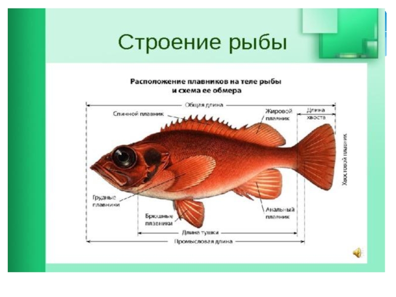 Составляющие рыбы. Строение тела рыбы. Схема строения тела рыбы. Основные части рыбы. Части тела и плавники рыбы.