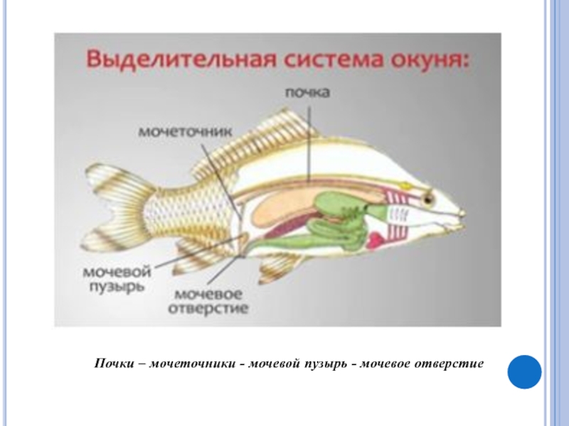 Пищеварительная система рыбы рисунок