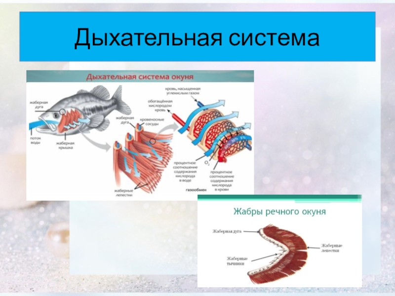 Органы дыхания жабры. Строение органов дыхания окуня. Органы дыхательной системы у окуня. Дыхательная система речного окуня.