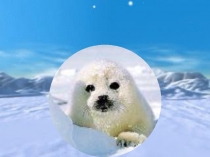 Сценарий экологического урока ВИРТУАЛЬНЫЙ ЗООПАРК презентация 59-61