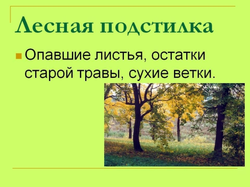 Жизнь леса 4 класс окружающий мир презентация школа россии презентация