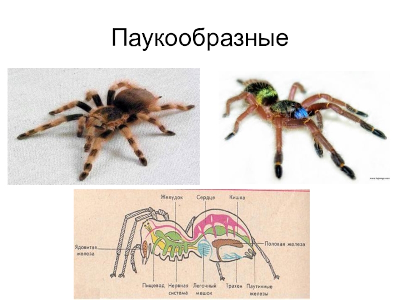 Паукообразные органы чувств. Строение паукообразных 7 класс биология. Внешнее строение паукообразных 7 класс. Класс паукообразные внешнее строение. Паукообразные схема.