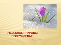 Презентация к экологическому досугу Чудесное природы пробужденье