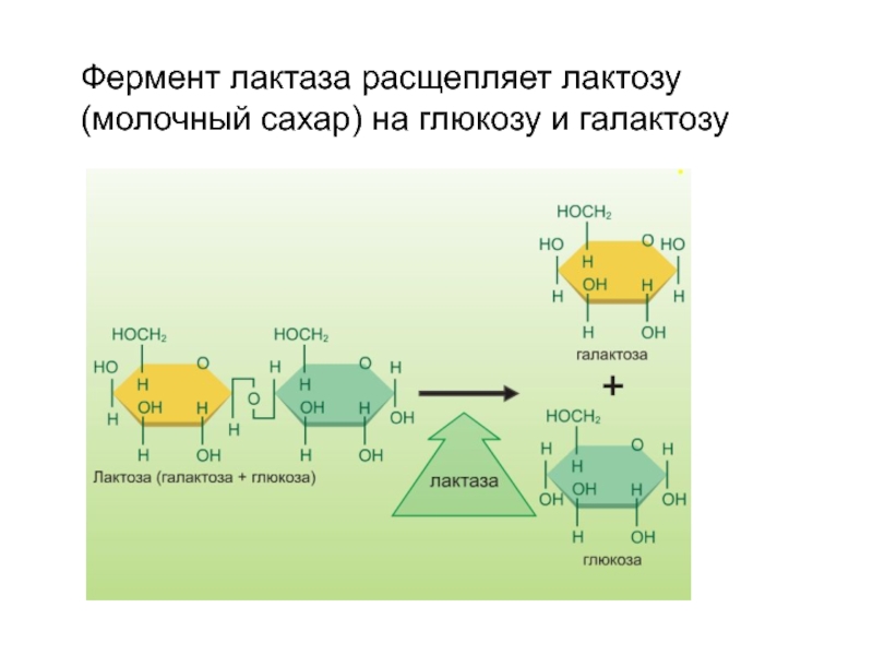 Ферменты после удаления. Ферменты катализирующие гидролиз лактозы. Лактоза расщепляется ферментом. Ферментативное расщепление лактозы. Лактаза фермент формула.