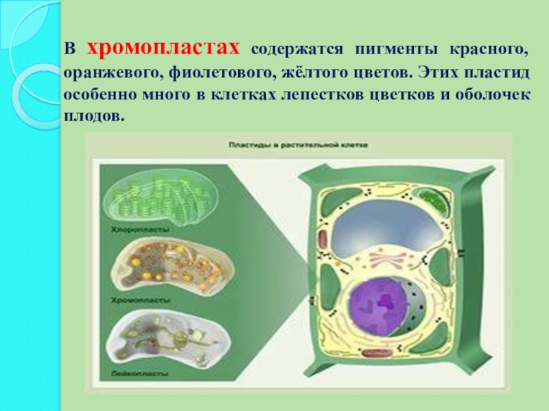 Проект по биологии на тему клетка