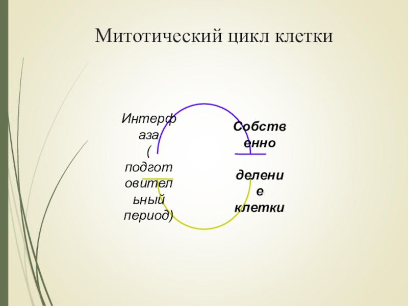 Митотический цикл это. Митотический цикл клетки. Жизненный цикл клетки кожи. Жизненный и митотический цикл клетки. Митотический цикл это в биологии.