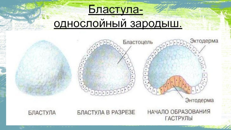 Бластула рисунок биология