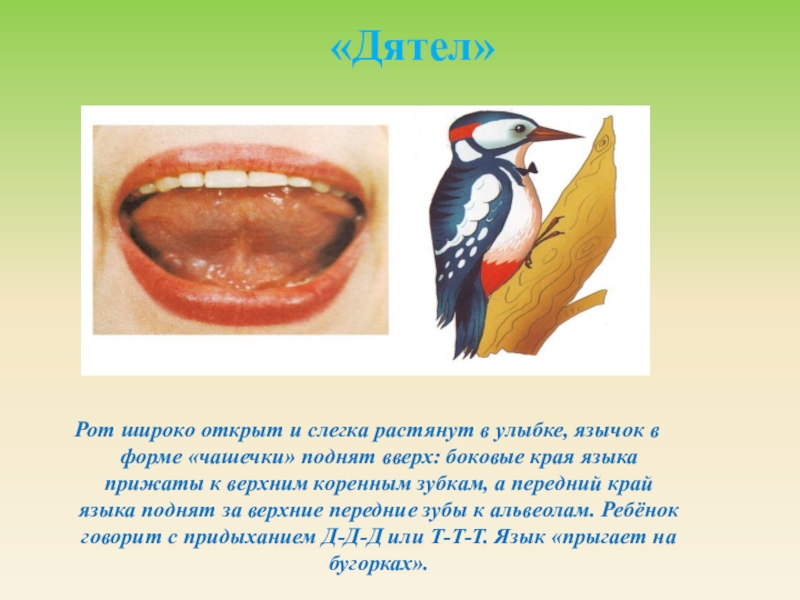 Артикуляционная гимнастика дятел в картинках